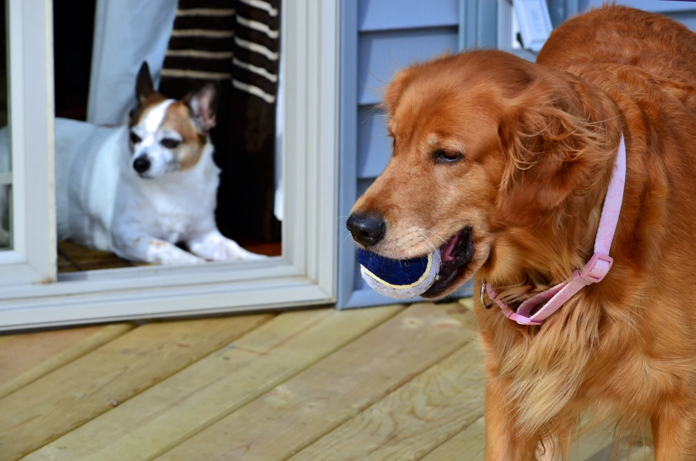 Golden retriever z piłką w pysku na drewnianym tarasie, w tle drugi pies obserwujący przez otwarte drzwi.