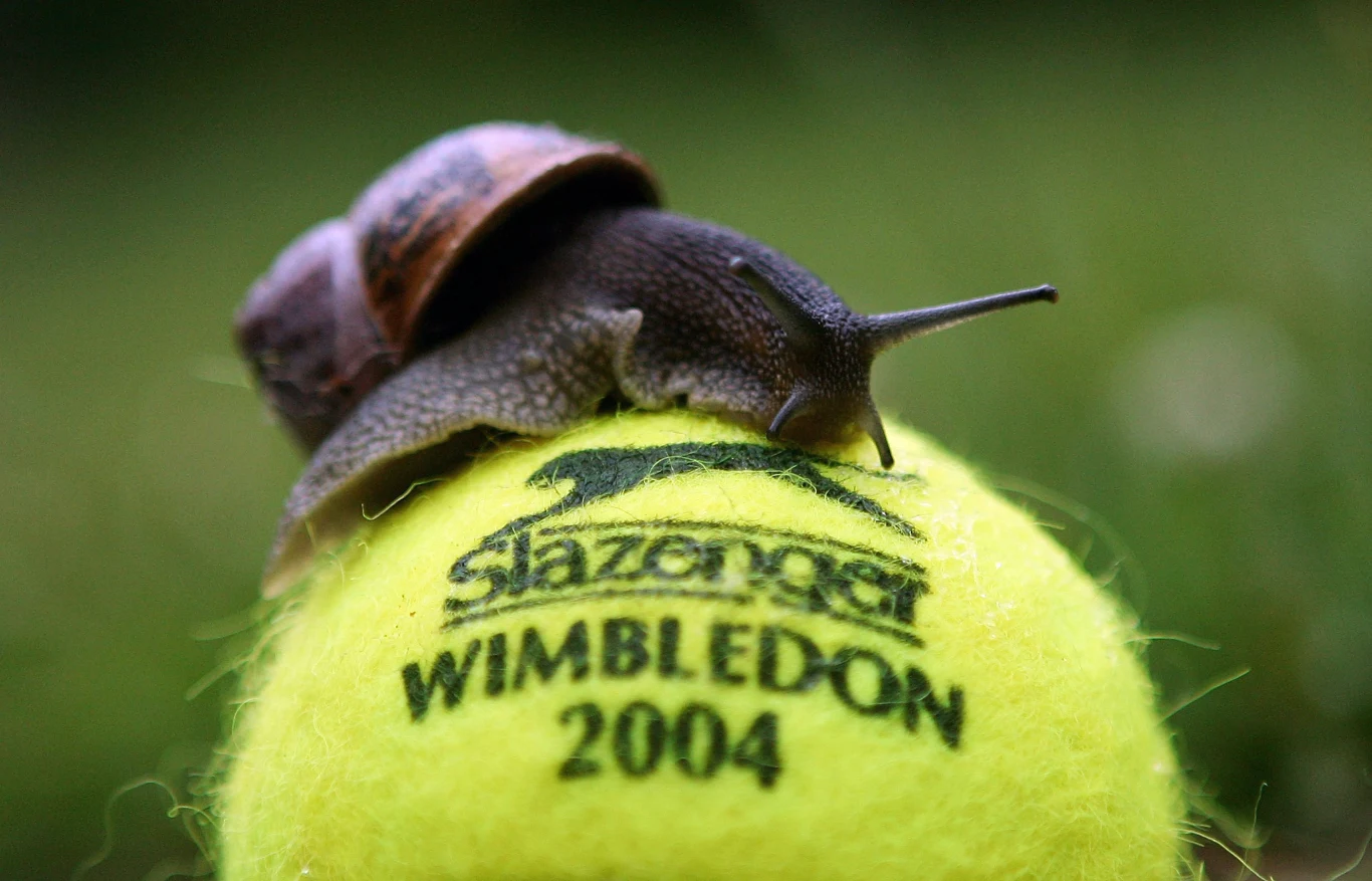 Winniczki są niezwykle wrażliwe na kwestie suszy Ślimak pełzający po żółtej piłce tenisowej z logo Slazenger i napisem WIMBLEDON 2004.