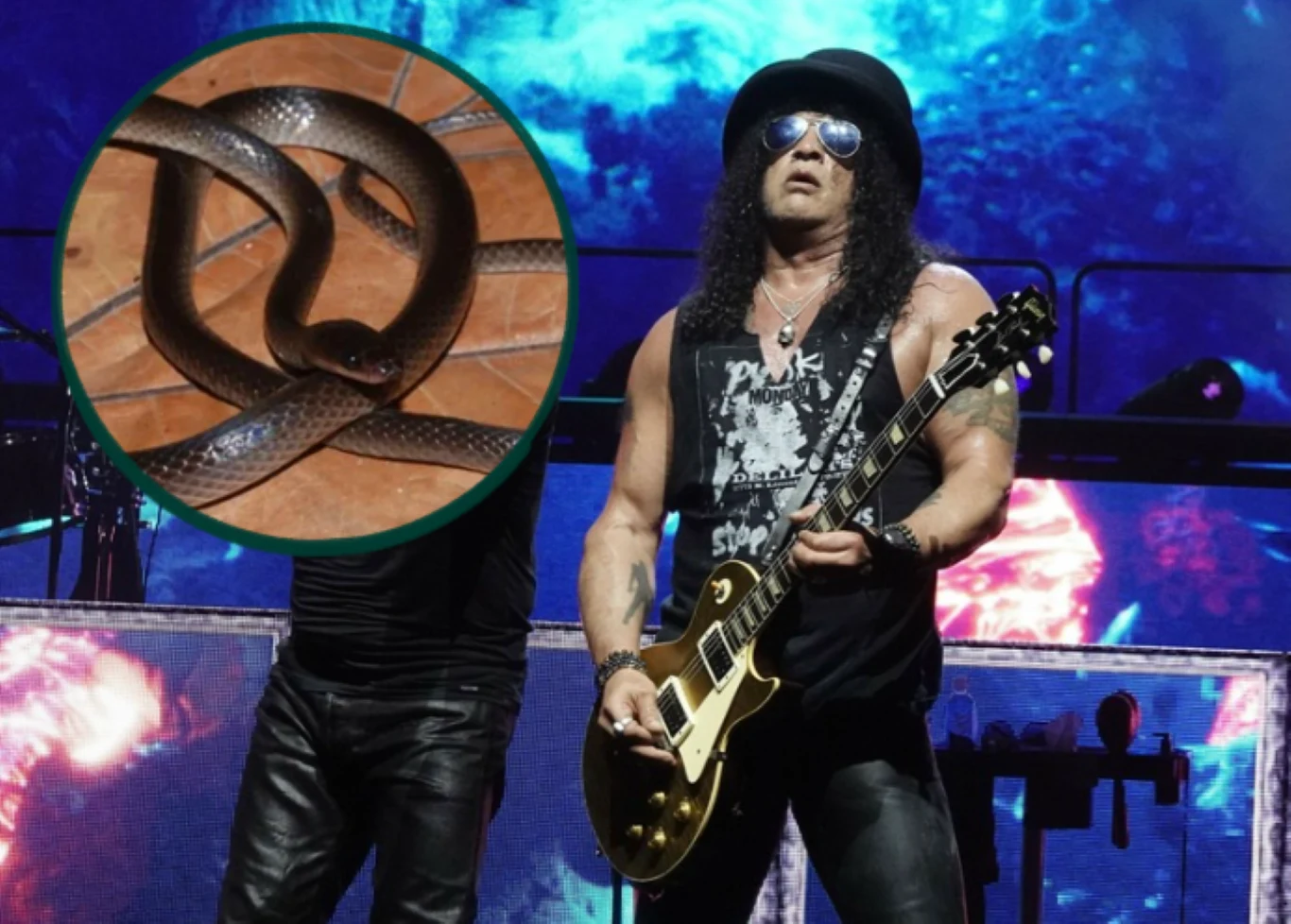 Węża nazwano na cześć gitarzysty The Guns N' Roses Gitarzysta Guns N' Roses w czarnym cylindrze gra na scenie obok zbliżenia nowo odkrytego ciemnego węża.