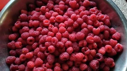 Warto jeść maliny, póki trwa sezon. Zachwycają smakiem i skarbnicą witamin. 