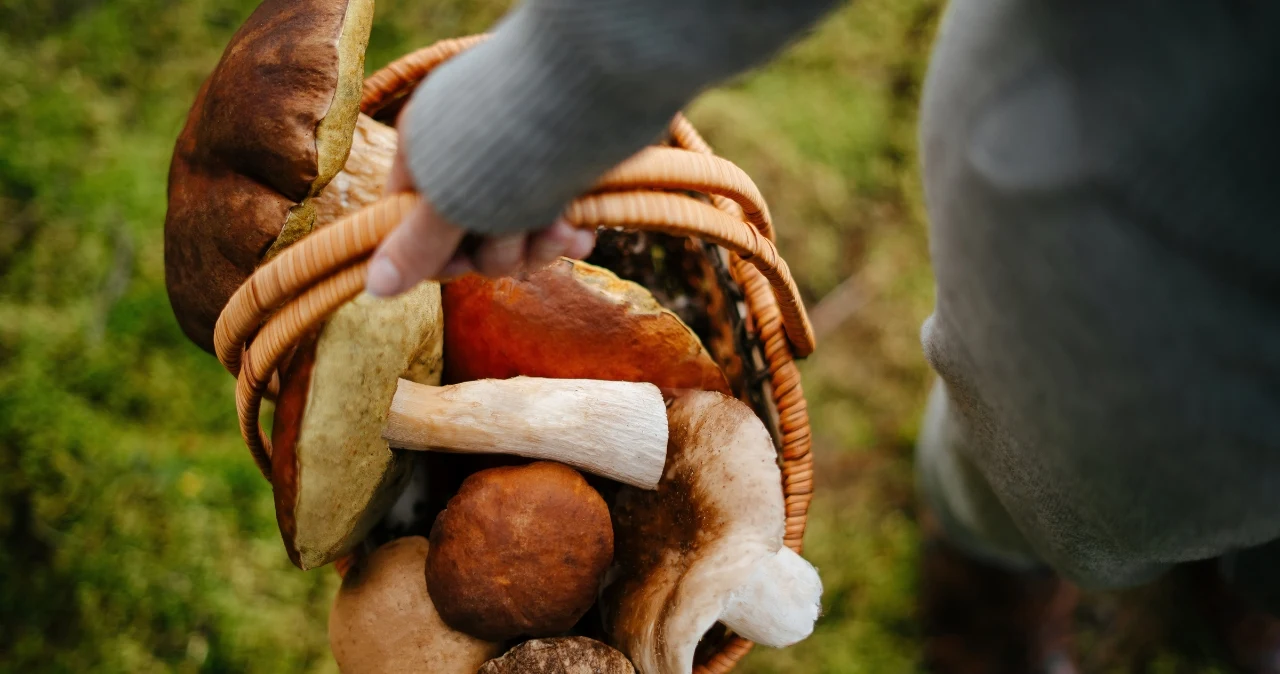 Sezon na grzyby się rozkręca. Lidl wystawi ręcznie plecione kosze za 79,99 zł Kosz wiklinowy wypełniony różnymi grzybami niesiony przez osobę w szarej odzieży, tło z zielonego mchu.