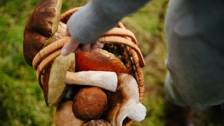 Sezon na grzyby się rozkręca. Lidl wystawi ręcznie plecione kosze za 79,99 zł
