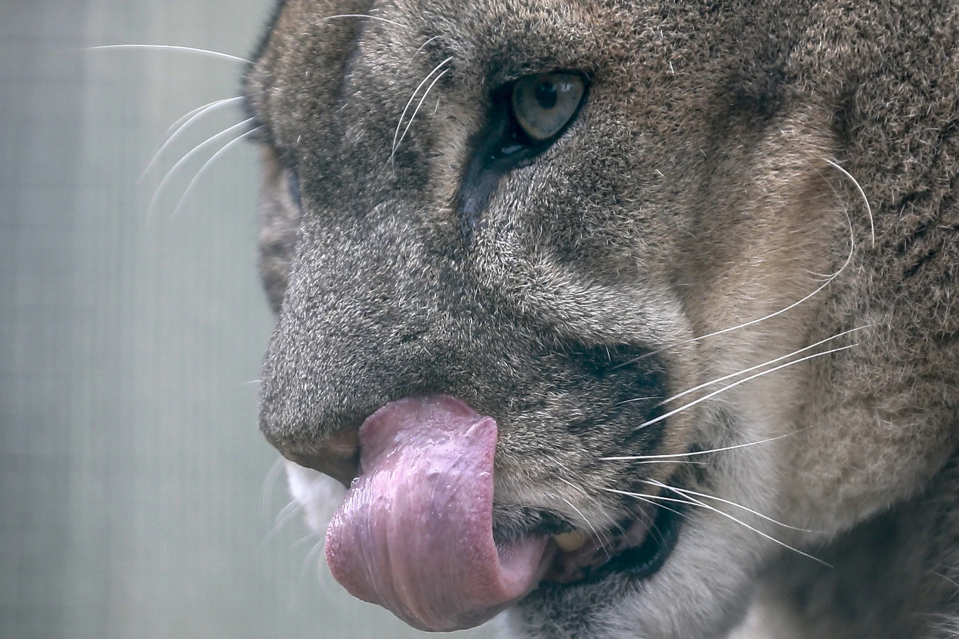 Puma w Polsce stała się obsesją i powodem manipulacji Głowa pumy z szeroko otwartymi oczami, oblizującej pysk różowym językiem, widoczne wąsy i pysk.
