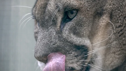 Puma w Polsce stała się obsesją i powodem manipulacji