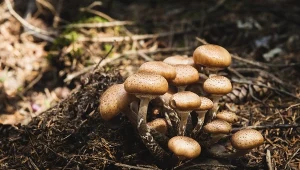 Gatunki grzybów, które znajdziesz za płotem. Rosną dosłownie wszędzie 