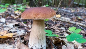 Grzybiarze błędnie myślą, że to powód do dumy. Gigantów lepiej nie zbierać
