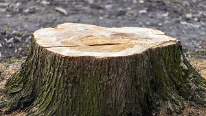 Nie trzeba wydawać pieniędzy, aby pozbyć się pnia drzewa z ogrodu.