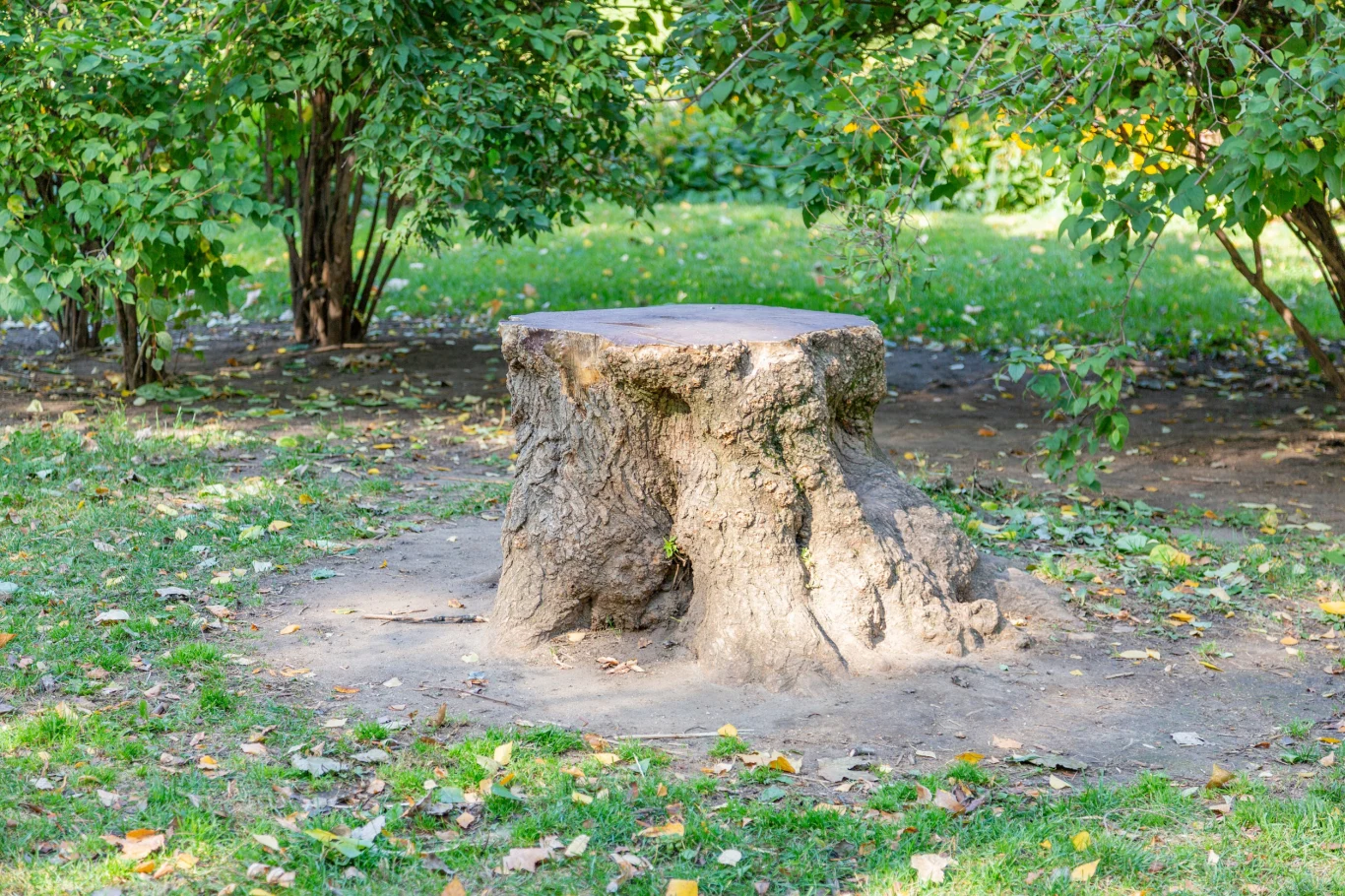 Duży, stary pień drzewa otoczony zieloną trawą i liśćmi, na drugim planie krzewy i częściowo zacieniony teren.