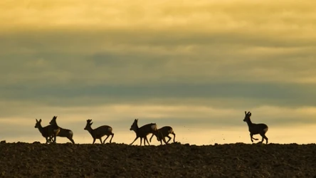 Dzikie zwierzęta działają jak naturalni sojusznicy klimatu dzięki swoim codziennym zachowaniom.