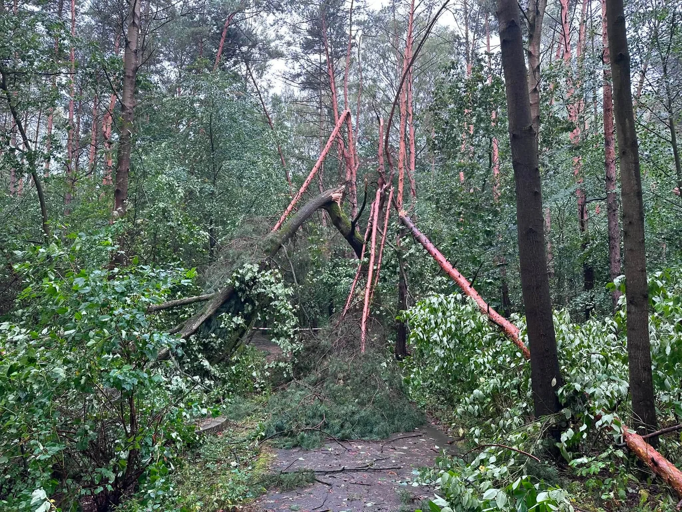Zniszczenia w Parku im. Jacka Kuronia w Sosnowcu Połamane i przewrócone drzewa blokujące leśną ścieżkę, liczne odłamane konary oraz fragmenty gałęzi rozsiane wśród zielonej gęstwiny.