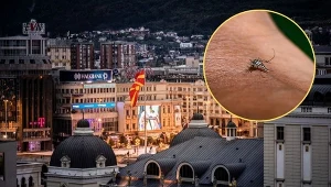 W Macedonii Północnej odnotowano ponad 40 zakażeń wirusem Zachodniego Nilu