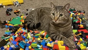 Inwestowanie w klocki LEGO dziś jest mniej opłacalne, niż kilka lat temu. Influencerzy wskazują, że obecnie tematem interesuje się wiele osób.