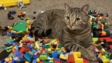 Inwestowanie w klocki LEGO dziś jest mniej opłacalne, niż kilka lat temu. Influencerzy wskazują, że obecnie tematem interesuje się wiele osób.