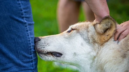 Dwie czynności, które należą do ważnego repertuaru psich zachowań, często są ograniczane przez opiekunów zwierząt 