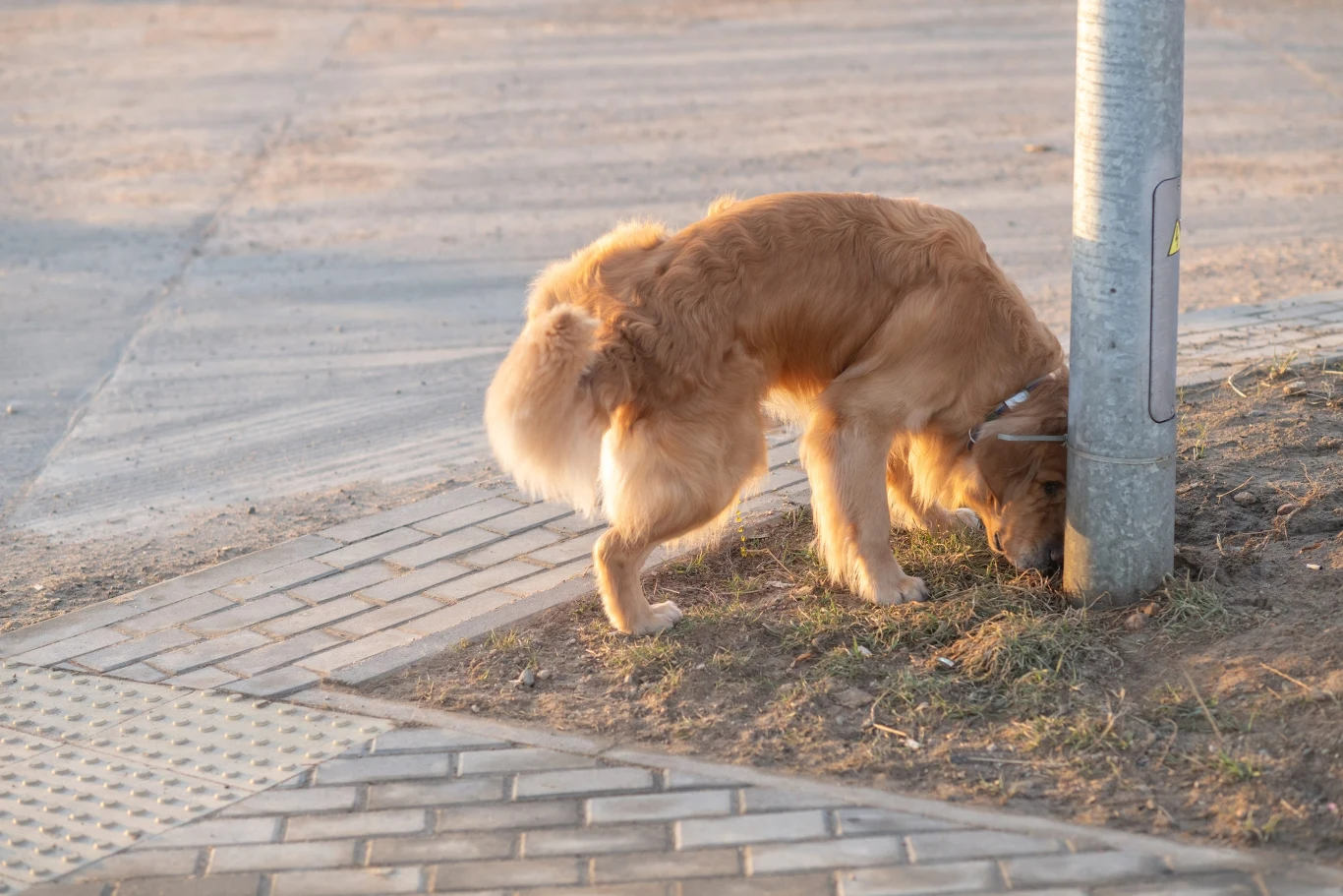 Czy powinniśmy odciągać psa od moczu, który przed chwilą zostawił inny pies? Golden retriever w jasnym świetle dnia obwąchujący ziemię przy metalowym słupie na poboczu chodnika.