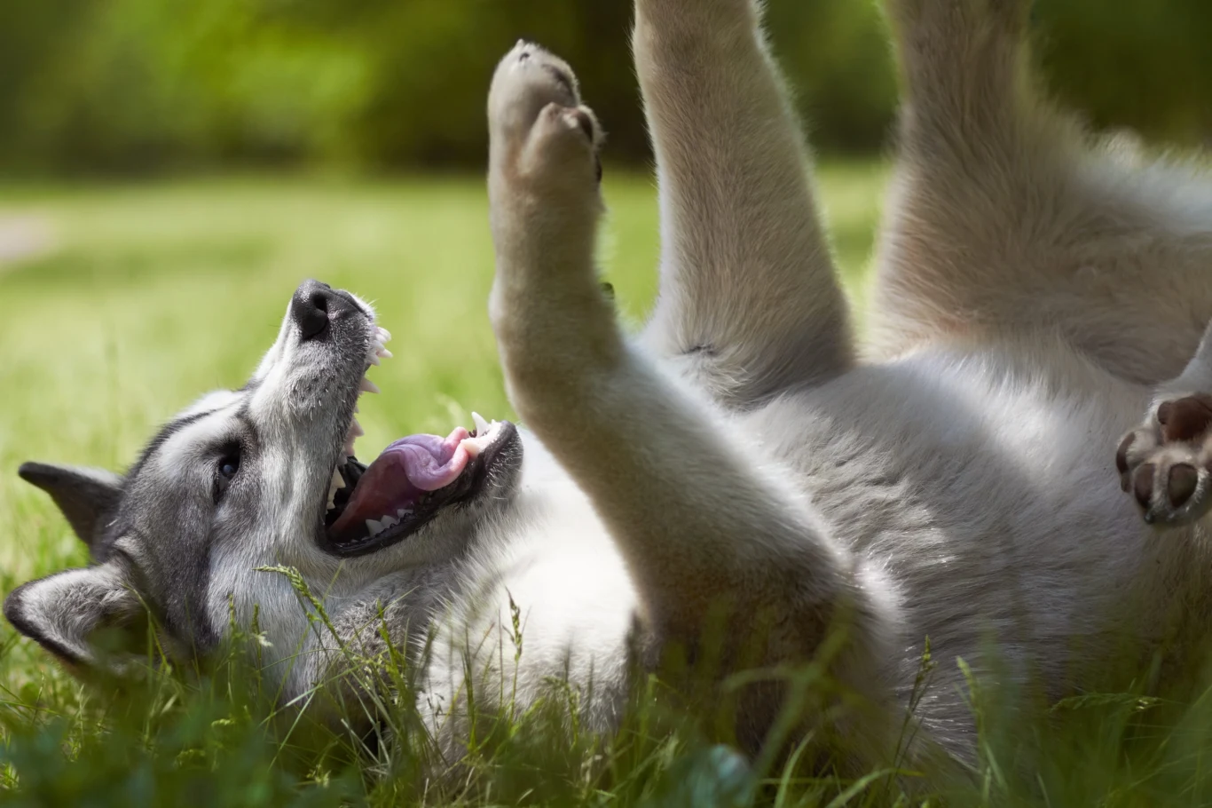 Kiedy zachować ostrożność i rozważyć wkroczenie w psie zachowanie? Pies rasy husky leżący na grzbiecie na zielonej trawie z szeroko otwartym pyskiem i wystawionym językiem, sprawia wrażenie rozbawionego i zrelaksowanego.