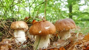 Borowiki to grzyby, które rosną po deszczu najdłużej. 