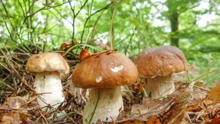 Borowiki to grzyby, które rosną po deszczu najdłużej. 