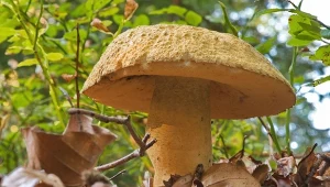 Piaskowiec modrzak. Po przekrojeniu robi się niebieski