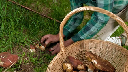 Grzyby obrodzą? Grzybiarze znajdą w Bricomarché rozwiązanie za 69,99 zł