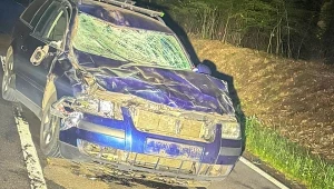 Żubr wtargnął na drogę. Doszło do zderzenia z samochodem