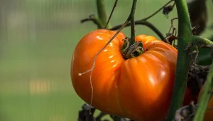 Po uprawie pomidorów warto wzbogacić glebę kwasami humusowymi oraz nawozami organicznymi.