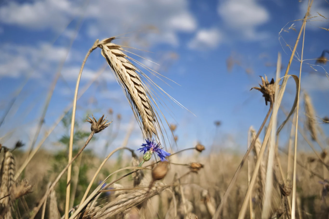Kłos zboża wygięty pod ciężarem ziarna, na tle błękitnego nieba z pojedynczymi chmurami, uzupełniony niebieskim kwiatem chabra między źdźbłami.