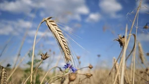 Ważny składnik diety 35 proc. ludzi. Przez suszę może podrożeć trzykrotnie