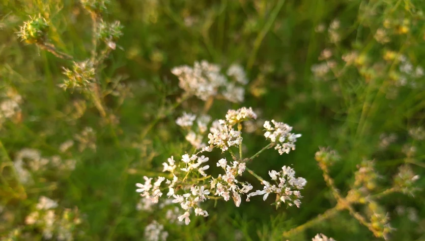 Ta przyprawa nadaje potrawom wyjątkowy aromat. Jak uprawiać kmin rzymski w Polsce?