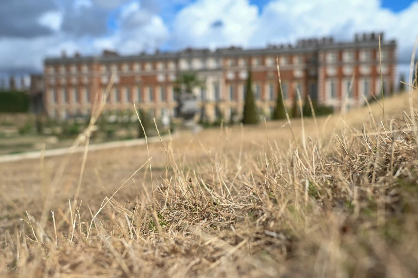 Trawniki przed angielskim Hampton Court wyglądają jak wyschnięta słoma Wyschnięta trawa na pierwszym planie, w tle rozległy, zabytkowy budynek z cegły i dużymi oknami pod niebem z białymi chmurami.