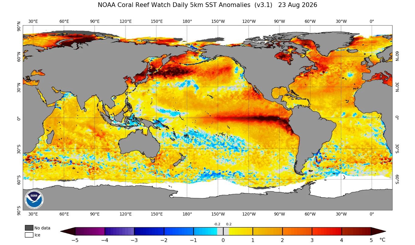 Kolorowa mapa ilustruje anomalia temperatury powierzchni oceanu, z wyraźnie widocznymi czerwonymi i pomarańczowymi strefami ocieplenia na Pacyfiku i północnym Atlantyku oraz niebieskimi rejonami ochłodzenia w obrębie południowego Pacyfiku i Atlantyku, ...