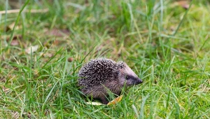 Jeż prędko przytupta do ogrodu. Niedługo będzie potrzebował schronienia