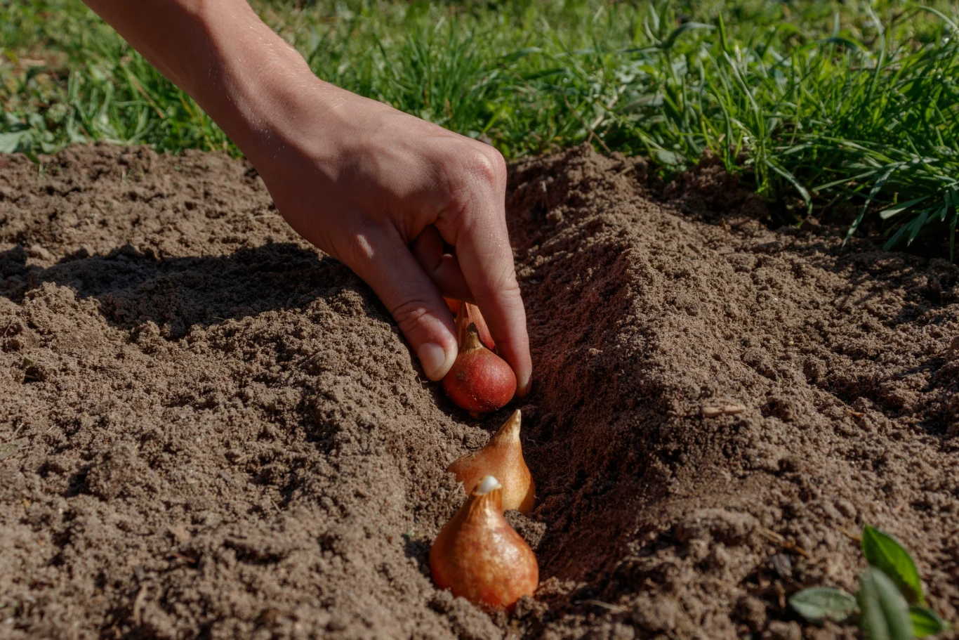 We wrześniu możemy sadzić tulipany i wiele innych kwiatów cebulowych. Dłoń sadząca cebulkę w ziemi, obok już ułożone kolejne cebulki przygotowane do zasadzenia w rzędzie.