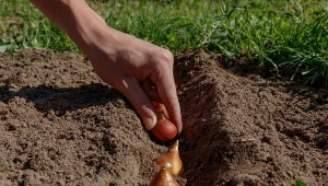 Sadź na wszystkich rabatach. Wiosną będziesz mieć ogród pełen kwiatów