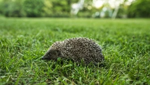 Nigdy nie dawaj jeżom w ogrodzie. Popularny produkt może im zaszkodzić