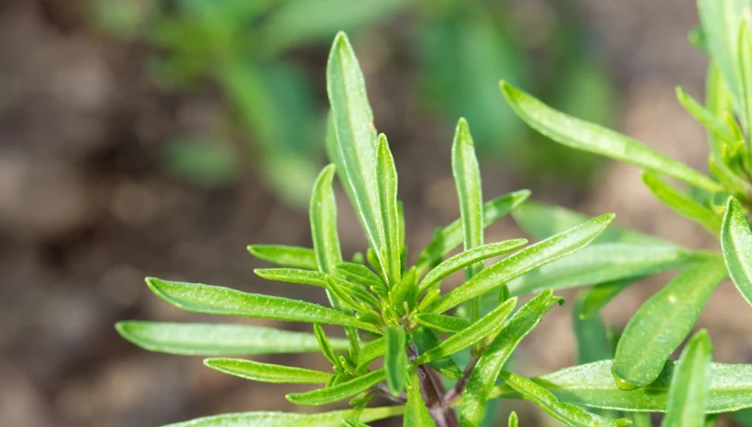 amiast kupować w sklepie, posadź go w ogrodzie. Estragon odwdzięczy się aromatycznymi liśćmi