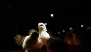W Unii Europejskiej każdego roku hoduje się około 6 mld kurczaków brojlerów
