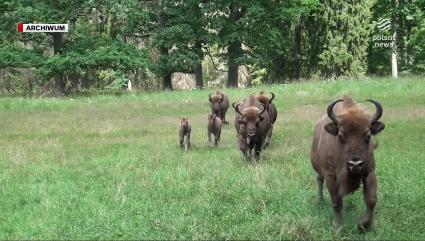 "Wydarzenia": Rozwścieczony żubr zaatakował turystów