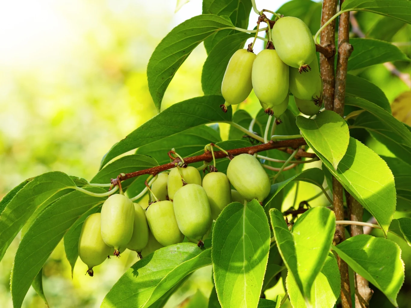 Aktinidia to odporne pnącze, które wydaje jadalne owoce. Zielone owoce aktinidii przypominające mini kiwi, wiszące na cienkiej gałęzi, otoczone podłużnymi, soczyście zielonymi liśćmi.