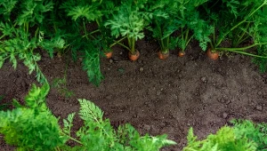 Jakich zabiegów potrzebuje marchew pod koniec sierpnia?