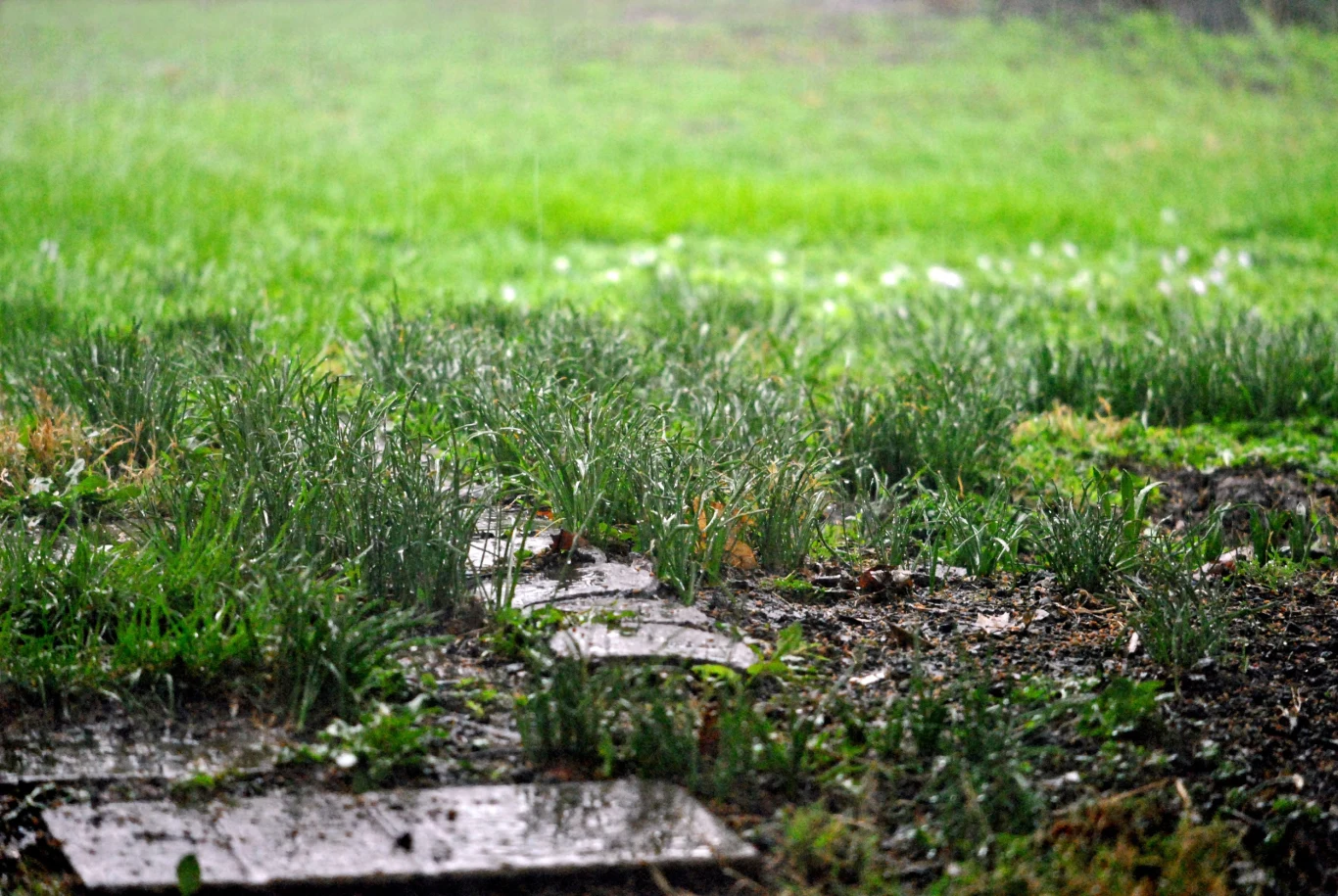Zbyt dużo wody jest dla trawnika niemal takim samym zagrożeniem jak susza Mokra trawa z kroplami wody i kamienne płyty ścieżki podczas deszczu, widoczne zalanie trawnika.