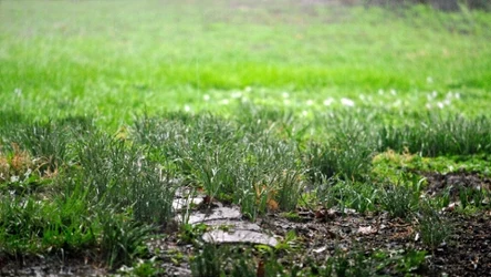 Zbyt dużo wody jest dla trawnika niemal takim samym zagrożeniem jak susza