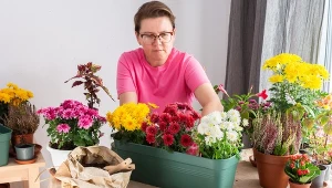 "Żelazne" rośliny ozdobne na jesienny balkon. Przetrwają przymrozki