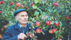 Usuń, póki czas. Jabłka nabiorą rumieńców i słodyczy przed zbiorem