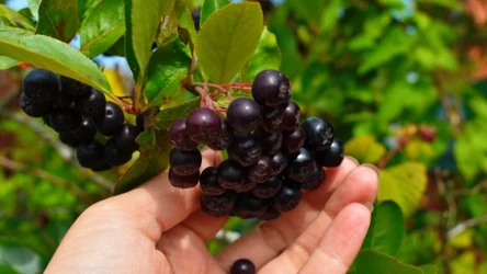 Aronia to "superowoc" charakteryzuje się najwyższym potencjałem antyoksydacyjnym wśród wszystkich przebadanych owoców jagodowych