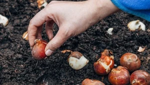 Nim posadzisz tulipany, namocz cebule. Wszystkie wykiełkują i zakwitną