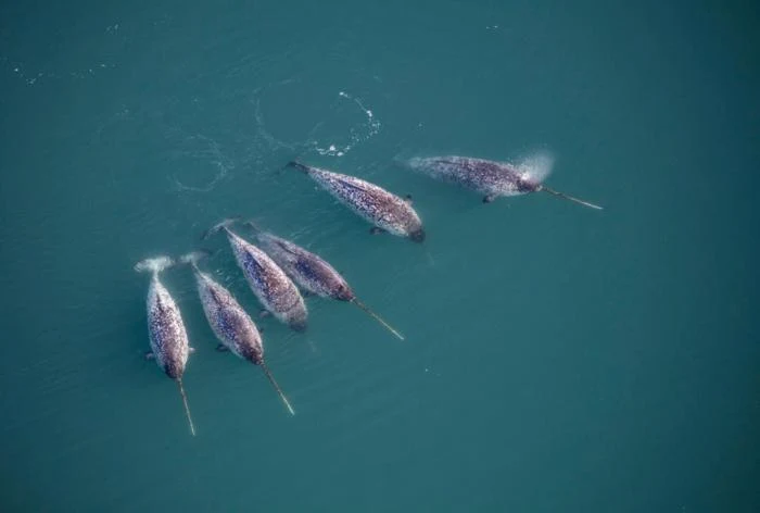 Sześć takich narwali wyposażono w czujniki CTD mierzące temperaturę oceanu, zasolenie i głębokość. Grupa narwali płynących blisko siebie w przejrzystej, niebieskozielonej wodzie, ich charakterystyczne długie kły wyraźnie wystają przed głowami.