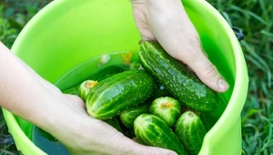 Wymieszaj w wiadrze i podlewaj ogórki. Będą dojrzewać aż do jesieni 