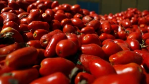 Pomidory przeznaczone na festiwal La Tomatina w Hiszpanii