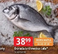 Dorada Scapmaree